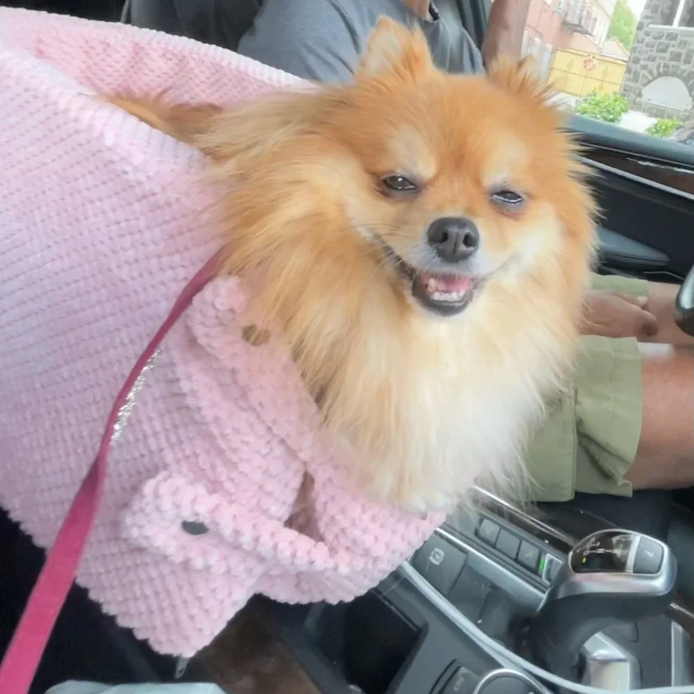 Deluxe pet nest for car armrest